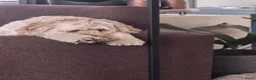 Kruising honden te koop: Verwacht Cockapoo x Australian labradoodle - Advertentie 5