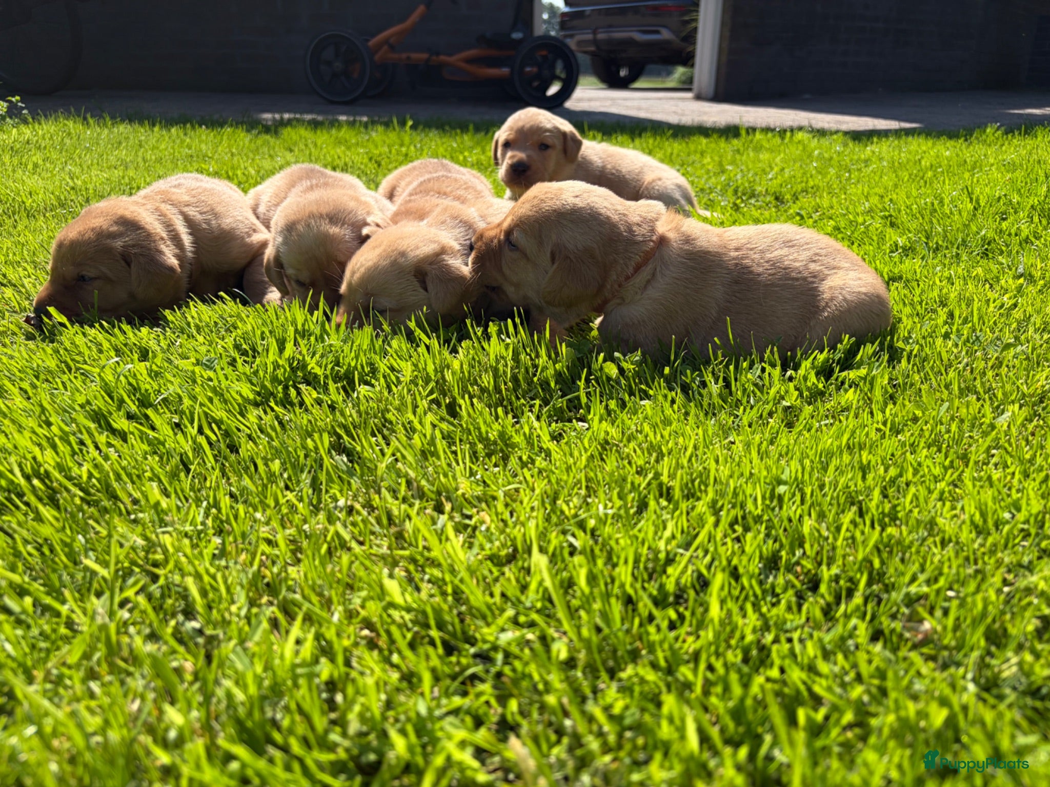 Labrador Retriever honden Field trial labrador pups fox red - Advertentie 2