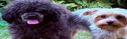 Kruising honden te koop: Yorkiepoo  - Advertentie 2