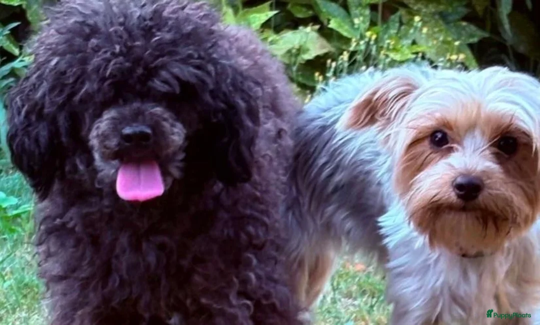 Kruising honden te koop: Yorkiepoo  - Advertentie 2