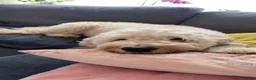 Goldendoodle honden te koop: Standaard goldendoodle pups fleece vacht - Advertentie 19