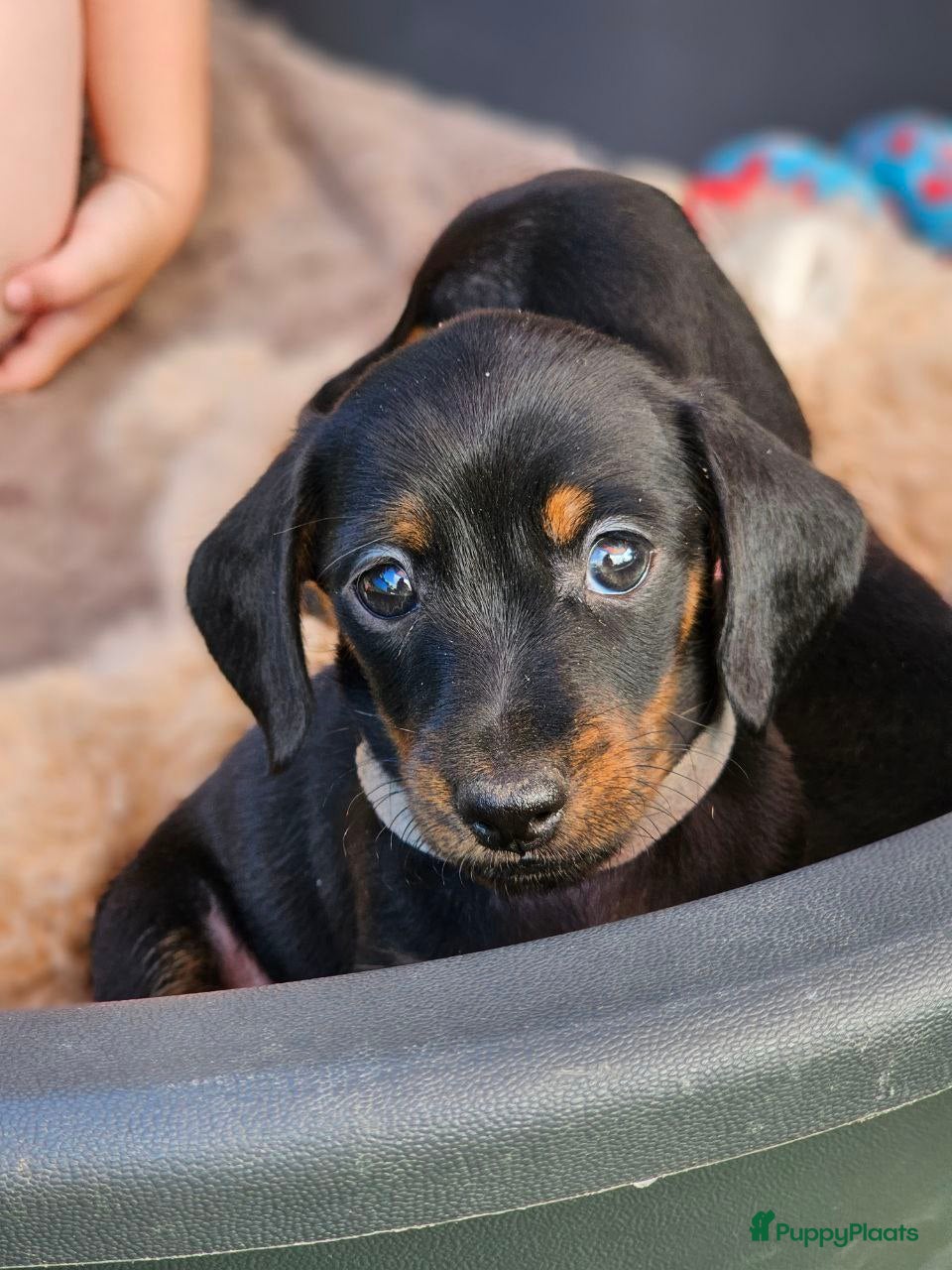 Teckel (korthaar)  honden Teckel puppy - Advertentie 3