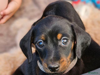 Teckel (korthaar) honden Teckel puppy - Advertentie 1