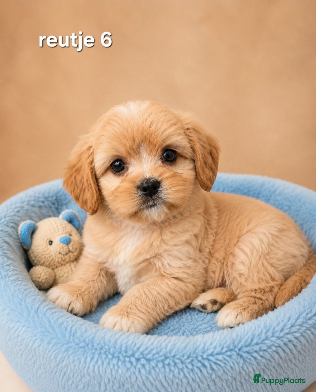 Boomer honden Mooie gezonde boomer pups. Maltezer maal shih tzu - Advertentie 2