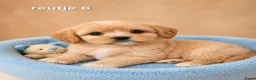 Boomer honden te koop: Mooie gezonde boomer pups. Maltezer maal shih tzu - Advertentie 2