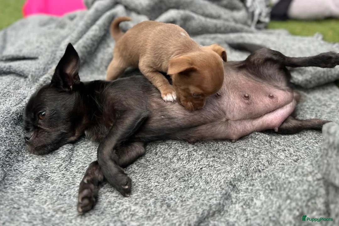 Chihuahua honden te koop: Chihuahua caramel pup reutje - Advertentie 2