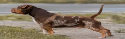 Amerikaanse Bully honden ter dekking: American Bully pocket dekreu getest  - Advertentie 4