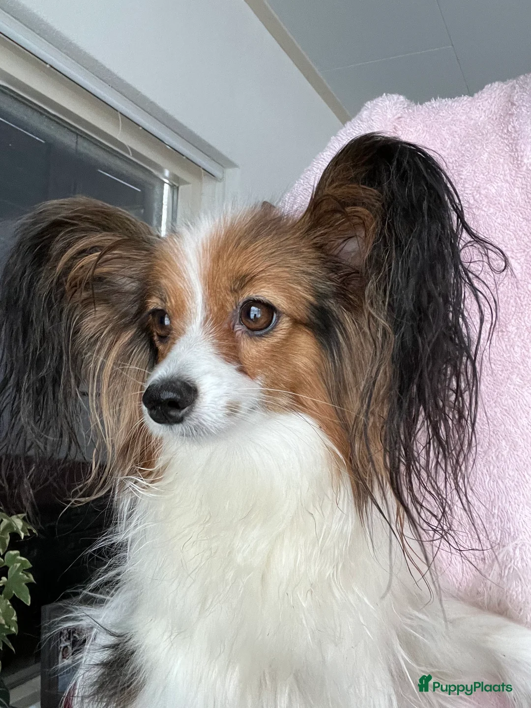 Vlinderhondje honden ter dekking: Nest verwacht eind februari met vlinderpups - Advertentie 5