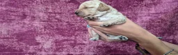 Cockapoo honden te koop: Cockapoo pupjes kleine maat - Advertentie 9