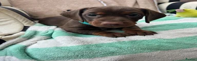 Teckel (korthaar)  Puppy 2