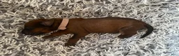 Rhodesian Ridgeback honden te koop: Pups met stamboom Rhodesian Ridgeback  - Advertentie 20