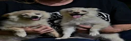 Kruising honden te koop: 6 Prachtige BooPom’s, 4 meiden🎀 2 jongens🧢 - Advertentie 4
