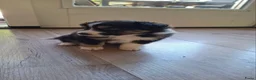 Australian Shepherd honden te koop: Australian Shepherd met stamboom - Advertentie 11
