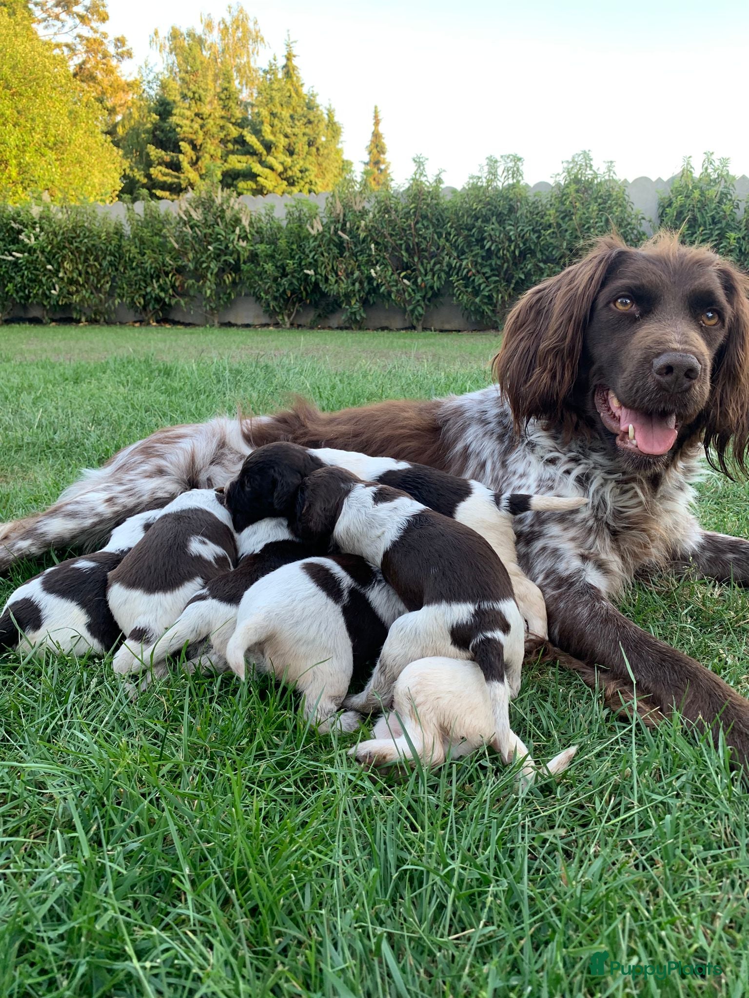 Heidewachtel honden Kleine Munsterlander pups te koop Kempen (België) - Advertentie 1