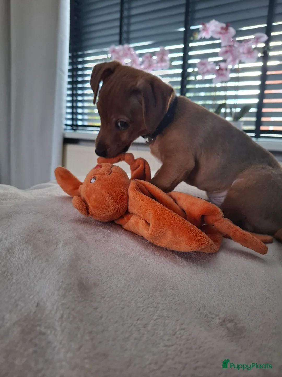 Kruising honden te koop: Lieve Jack Russell pup van 4 maand - Advertentie 9