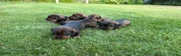 Ruwhaar Teckel honden te koop: Teckel ruwhaar pups standaard FCI-stamboom - Advertentie 3