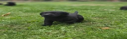 Labrador Retriever honden te koop: Labrador Retriever pups  - Advertentie 4