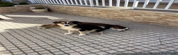 Australian Shepherd honden te koop: Australische Herder Teef met Stamboom in Sas van Gent - Advertentie 5