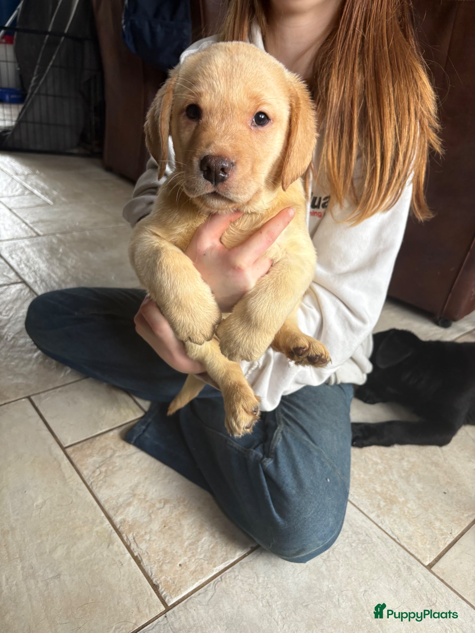 Labrador Retriever honden     Mooie Labrador pups klaar om te verhuizen - Advertentie 5