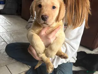 Labrador Retriever honden Mooie Labrador pups klaar om te verhuizen - Advertentie 5