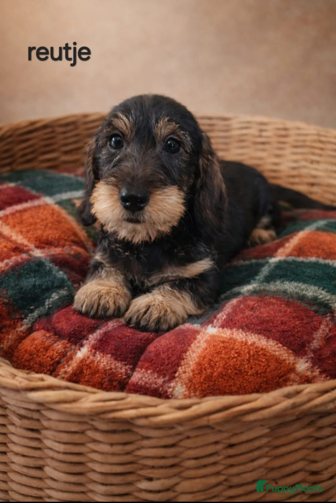 Ruwhaar Teckel honden te koop: Te koop super mooie dwergteckel pup - Advertentie 2