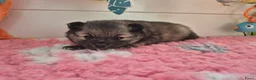 Keeshond honden te koop: Middenslag Keeshond pups - Advertentie 7