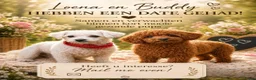 Maltipoo honden te koop: Kleinblijvende Maltipoo F1b donker abrikoos - Advertentie 2