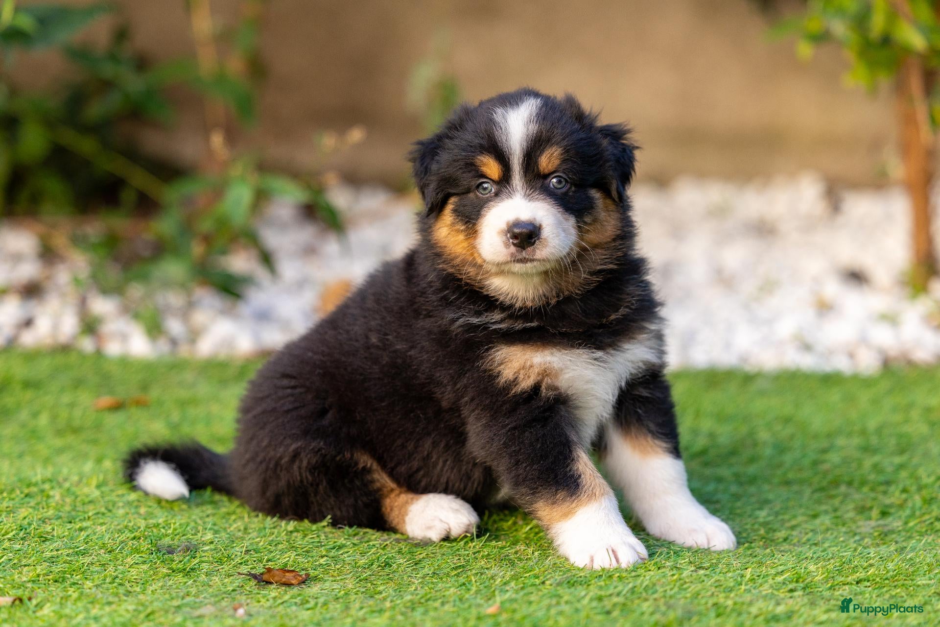Australian Shepherd honden Nog 2 Australian Shepherd reutjes beschikbaar - Advertentie 2