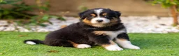 Australian Shepherd honden te koop: Nog 2 Australian Shepherd reutjes beschikbaar - Advertentie 2