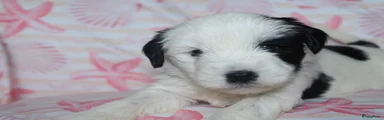 Tibetaanse Terriër Puppy 5
