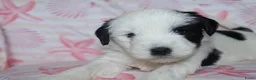 Tibetaanse Terriër honden te koop: Tibetaanse terrier pups met stamboom  - Advertentie 18