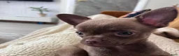Chihuahua honden te koop: Mooie chihuahua pup  - Advertentie 5