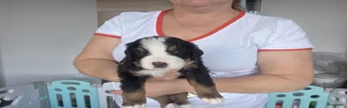 Berner Sennenhond Puppy 2