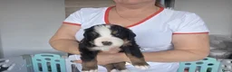 Berner Sennenhond honden te koop: Prachtig nest Berner Sennenhond pups beschikbaar - Advertentie 10