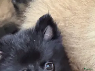 Keeshond honden Mini keesjes te koop - Advertentie 1