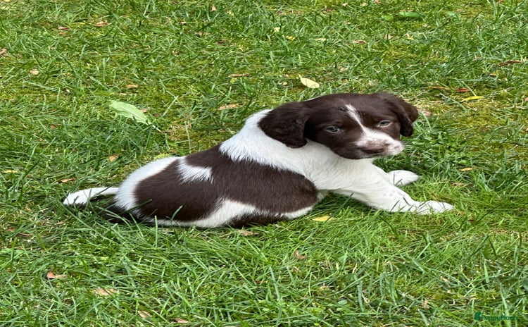Drentsche Patrijshond honden - Advertentie 1