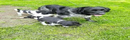 Friese Stabij honden te koop: Prachtige Friese Stabij pups reutjes! - Advertentie 18