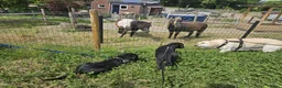 Labradoodle honden te koop: Laatste 2 labradoodles zoeken een eigen huisje - Advertentie 3