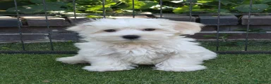 Maltezer 2