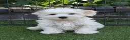 Maltezer honden te koop: Lieve Maltezer Pups 💕 - Advertentie 6