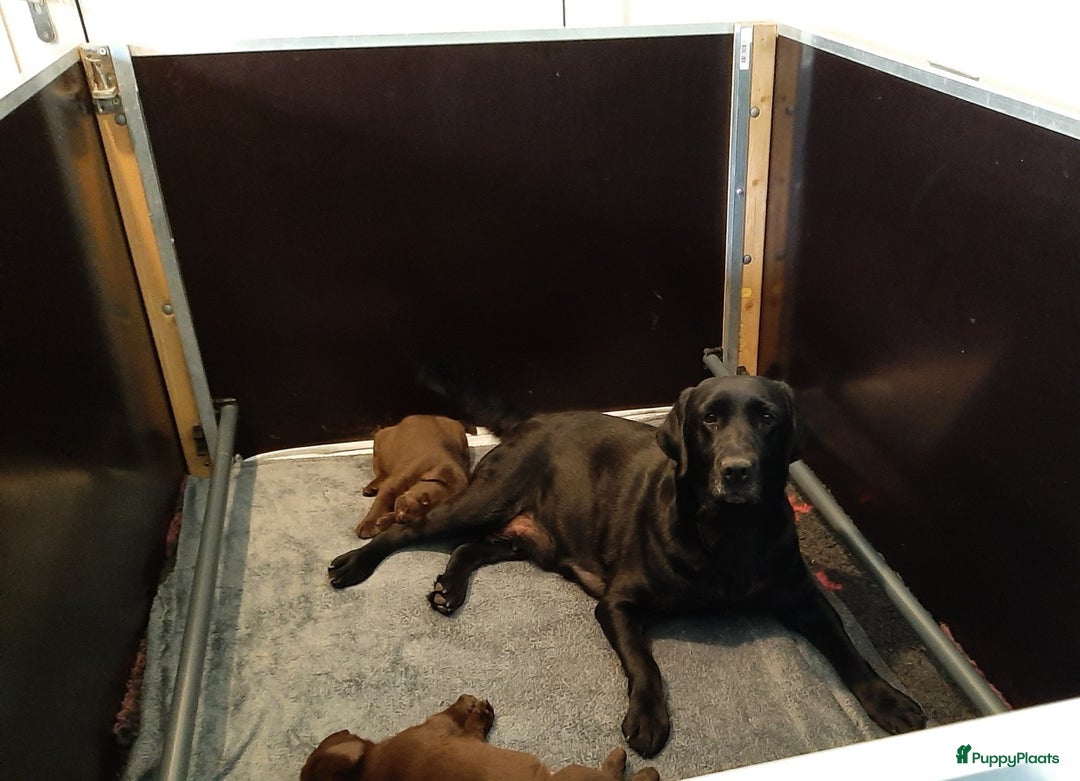 Labrador Retriever honden te koop: Bruin reutje - Afbeelding 22