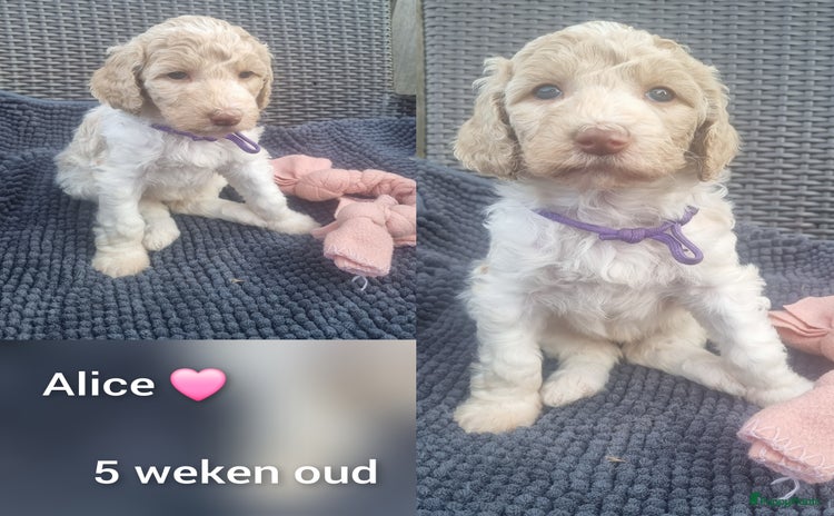 Poedel honden - Advertentie 5