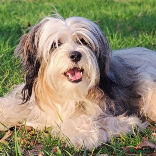 Tibetaanse Terriër honden Tibetaanse Terriër pups geboren! - Advertentie 1