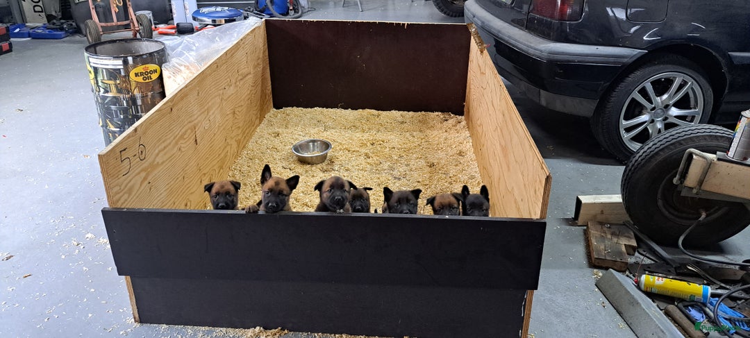 Mechelse Herder honden te koop: Mechelse herder puppy's  - Afbeelding 4