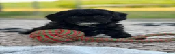 Kruising honden te koop: Prachtig nest Maltipoo/Boompoo - Advertentie 4