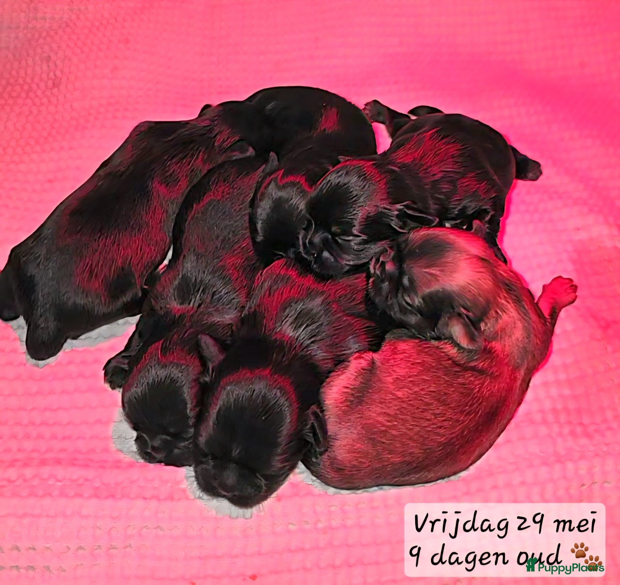 Kruising honden Prachtige Shih-Tzu x Maltezer Pups🖤🤎 (Boomer) - Advertentie 1