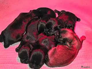 Kruising honden Prachtige Shih-Tzu x Maltezer Pups🖤🤎 (Boomer) - Advertentie 2