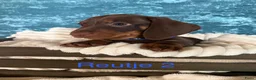 Teckel (korthaar)  honden te koop: 5 teckel mannetjes - Advertentie 6