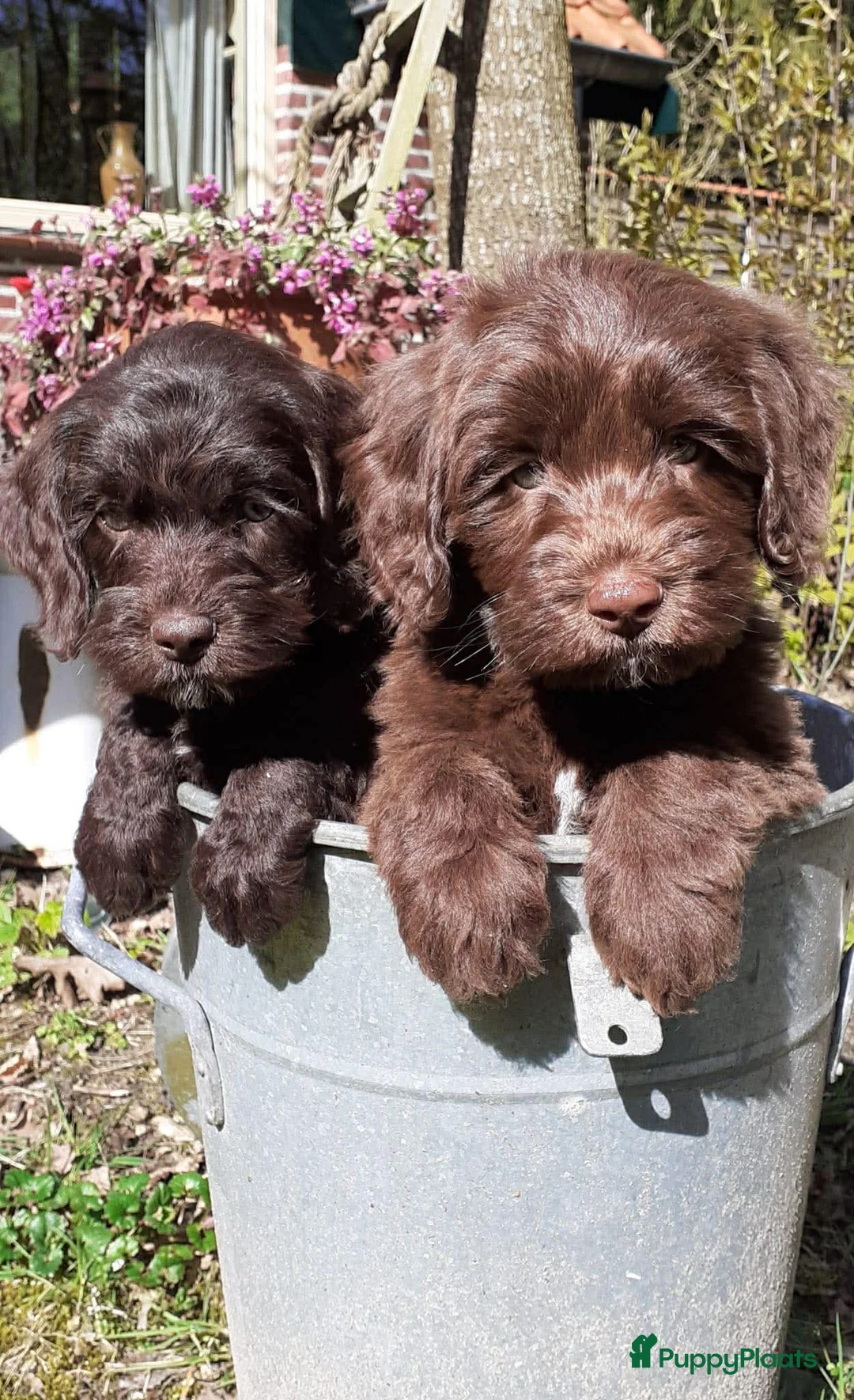 Australian Labradoodle honden te koop: Australische Labradoodle Pupjes Choco - Advertentie 1