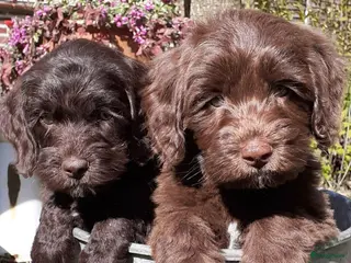 Australian Labradoodle honden Australische Labradoodle Pupjes Choco - Advertentie 8